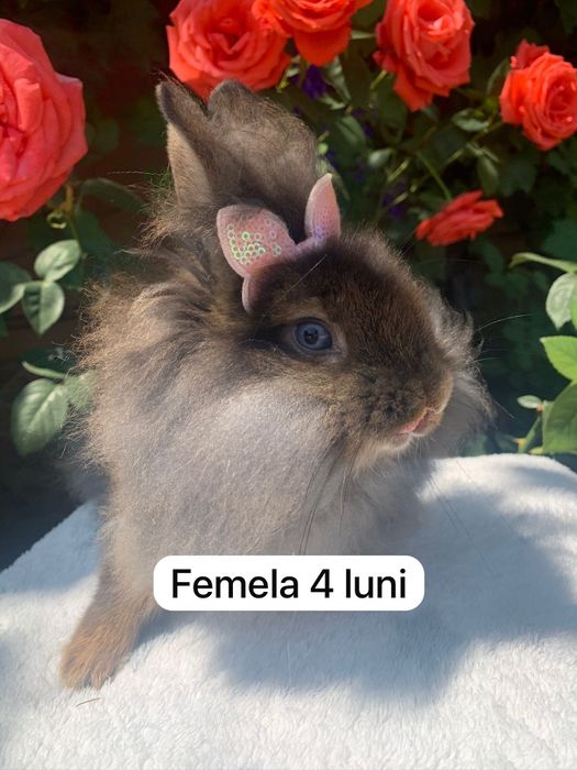 Iepuri angora,cap de leu pitici și  talie mare între 5 săpt și 11 luni
