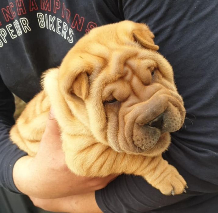 Shar pei drăguți