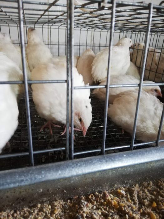 Prepelițe și pui de prepeliță