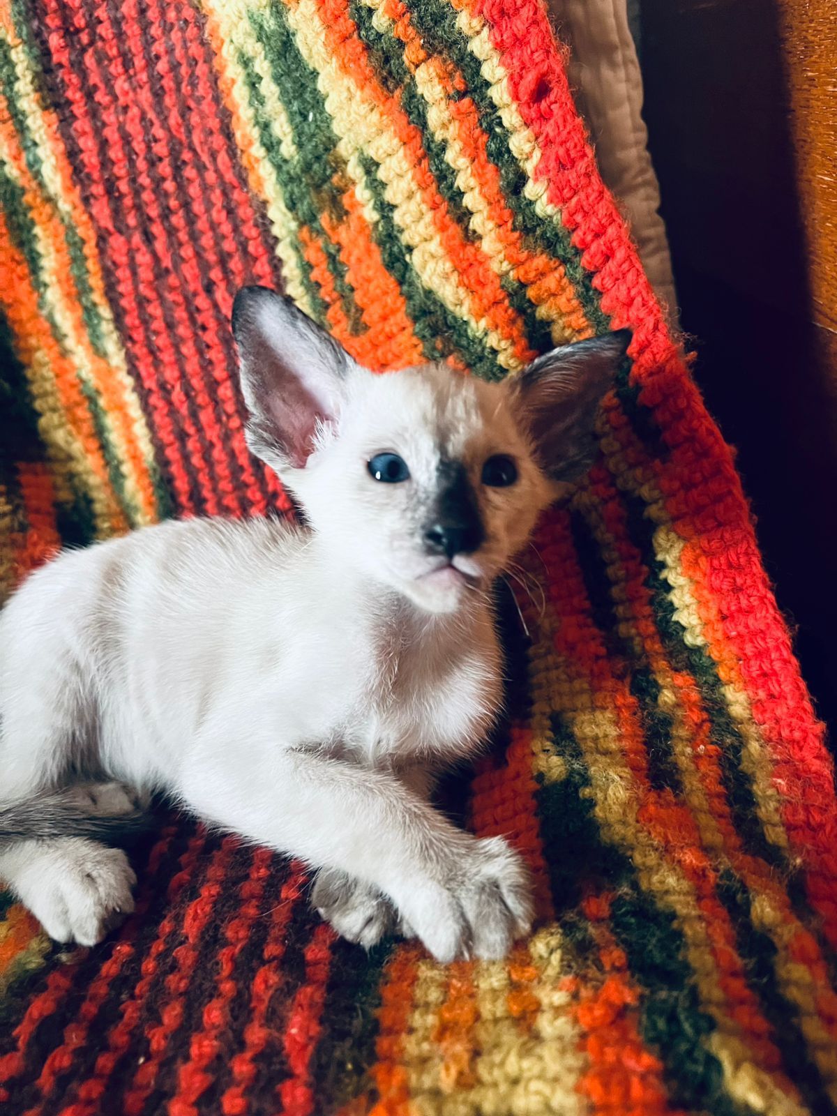 Ориентальные котята