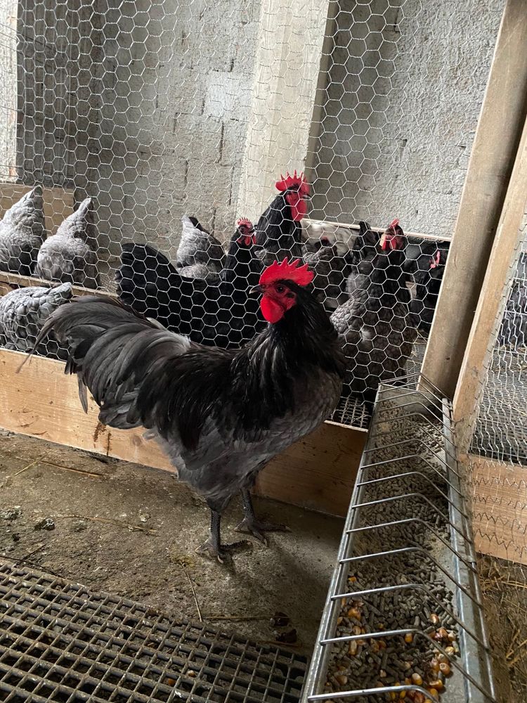 Oua australorp pentru incubat