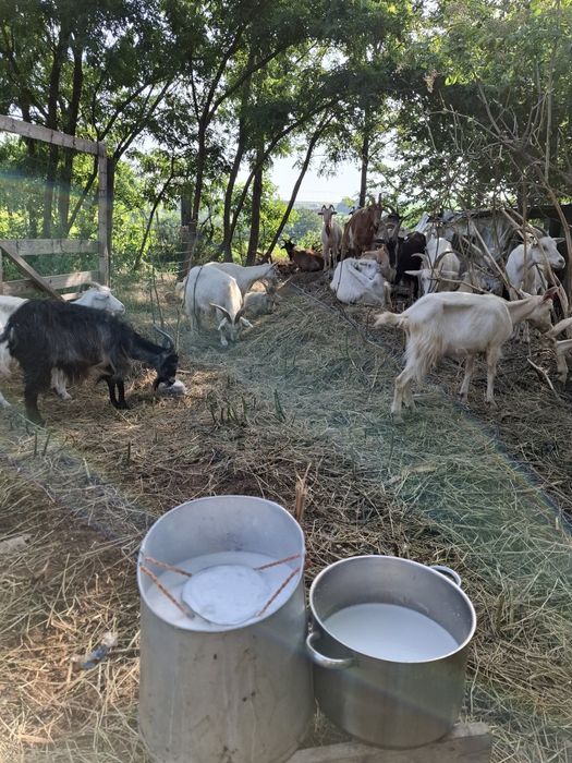 Vând capre bune de lapte! 350lei bucata!