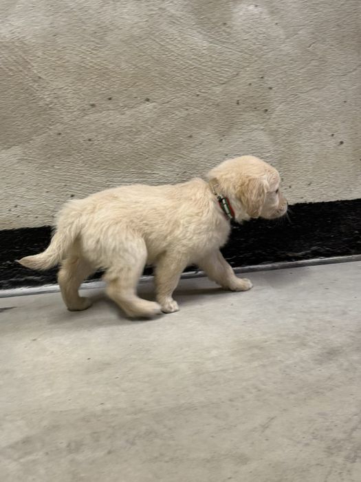 Продавам женски голдън ретривър