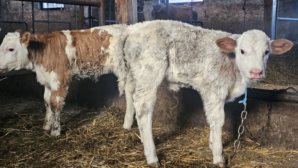 Vitei Vitel vitea  Tauras -Baltata Românească de lapte