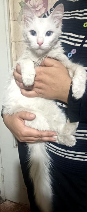 Ищет дом кошечка породы турецкая ангора писать на ватсап