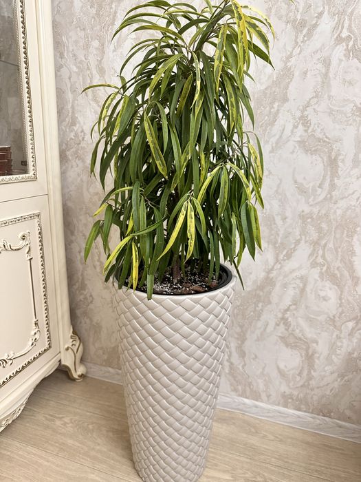 Фикус Амстел ГРИН ГОЛД