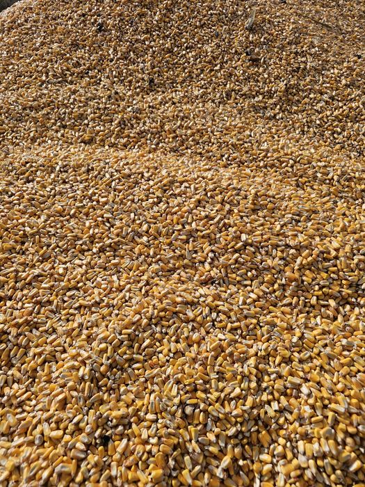 Porumb irigat de vânzare