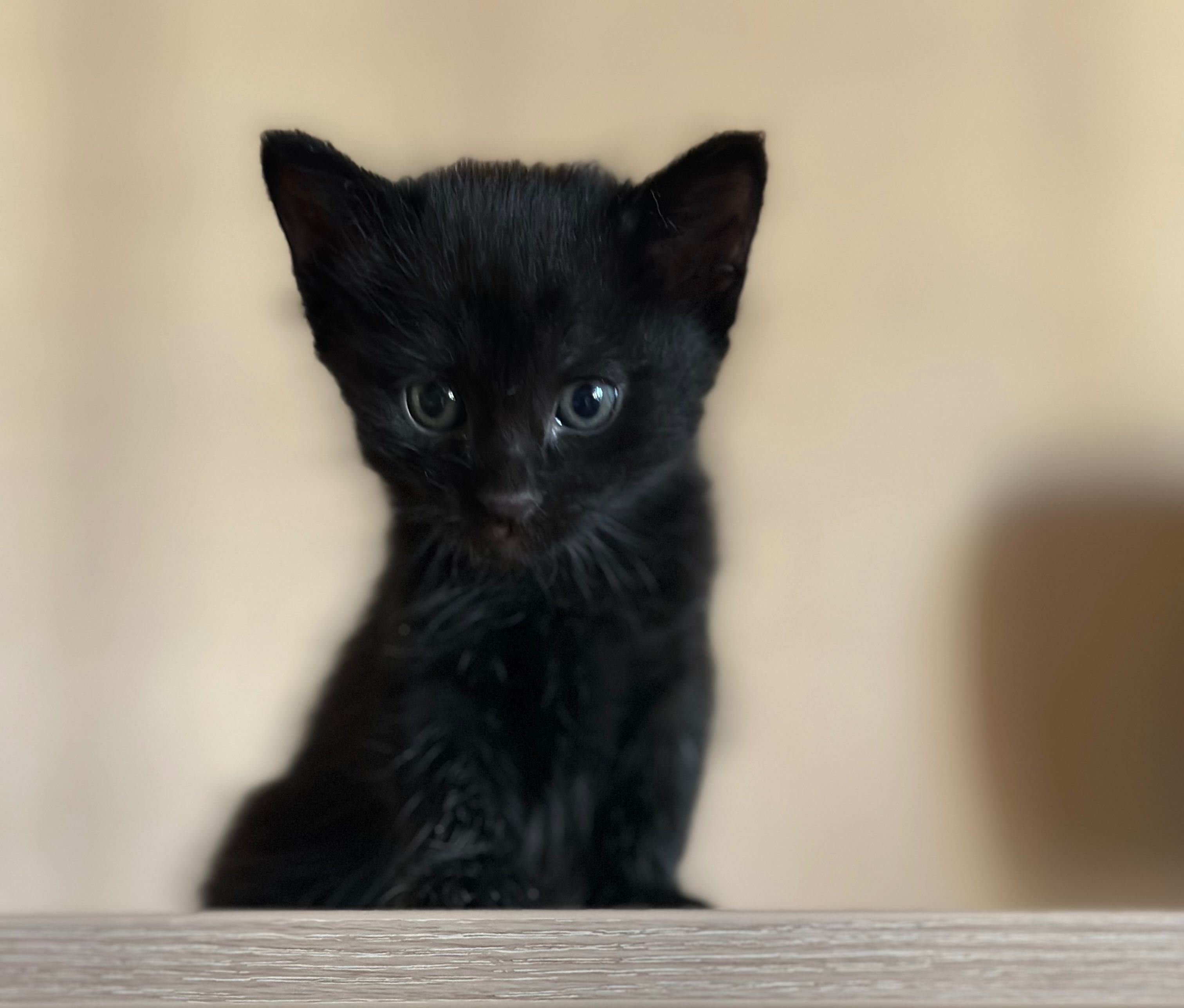 КОТЁНОК. Стильная - черная котенок- девочка.