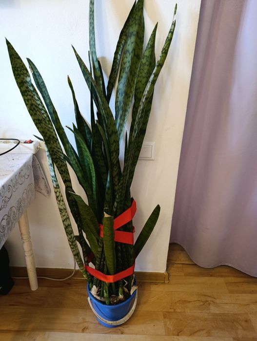 Комнатные растения сансеверия