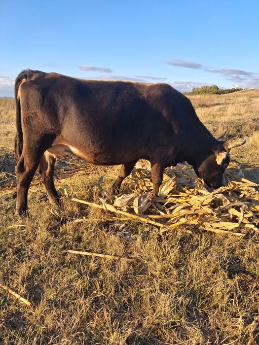Vând vaca gestanta in 8 luni