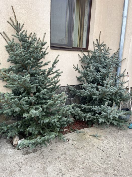 Brazi argintii de Craciun