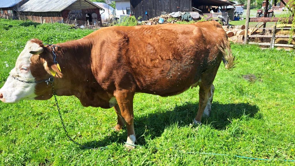 Vând vaca de 7 ani gestanta în 8 luni