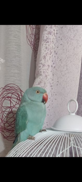 Vând papagal Micul Alexandru