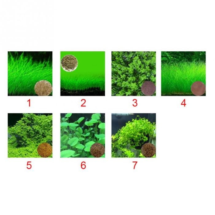 Plante acvariu - seminte - aquascaping