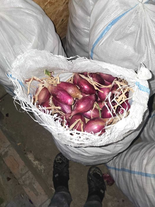 Vand ceapa dulce de apa