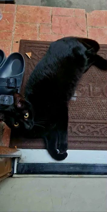 Donez pisici europene, femele, 26aprilie