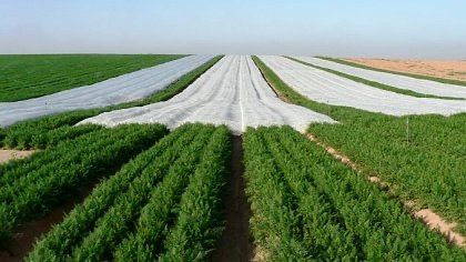 FOLIE MICROPOROASA-AGRYL-ANTI INGHET 8.45x100m;9.5x100m;10.5x100m