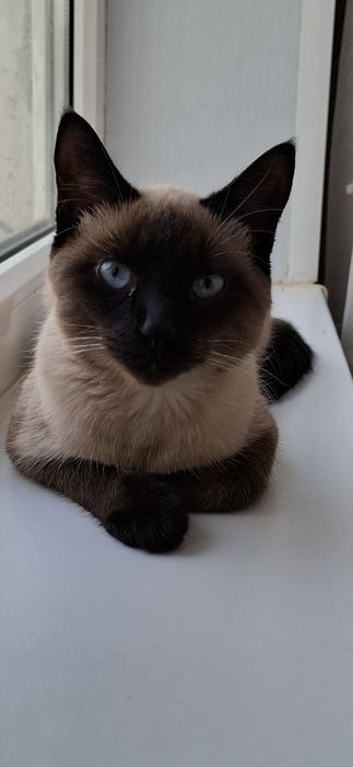 Сиямская добрая хорошая