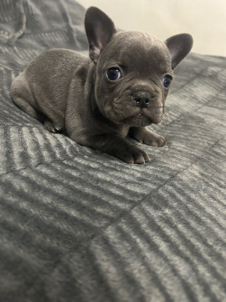 Pui bulldog frances blue/merle