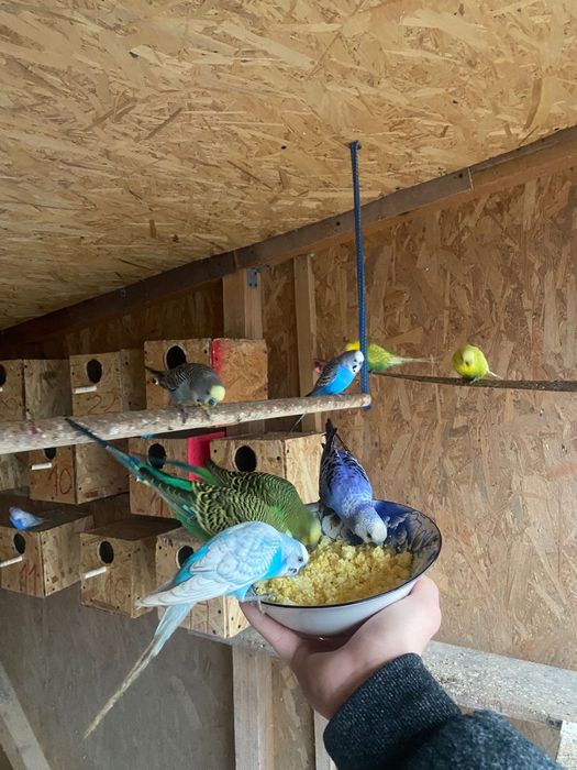 Vand papagli en-gros