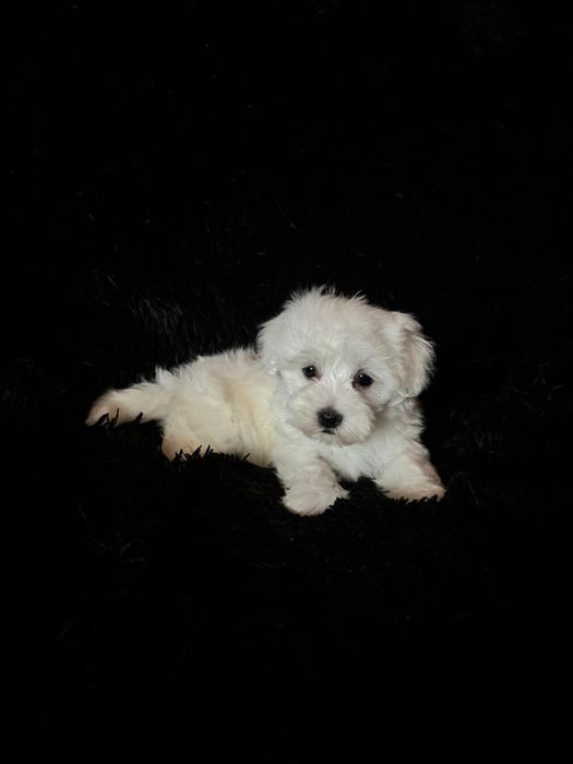 Bichon maltez fetita