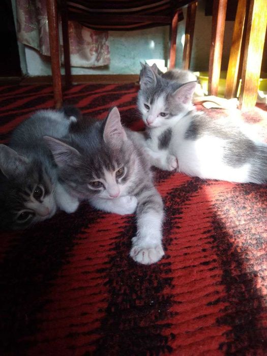 Отдам домашних, милых котята в добрые руки