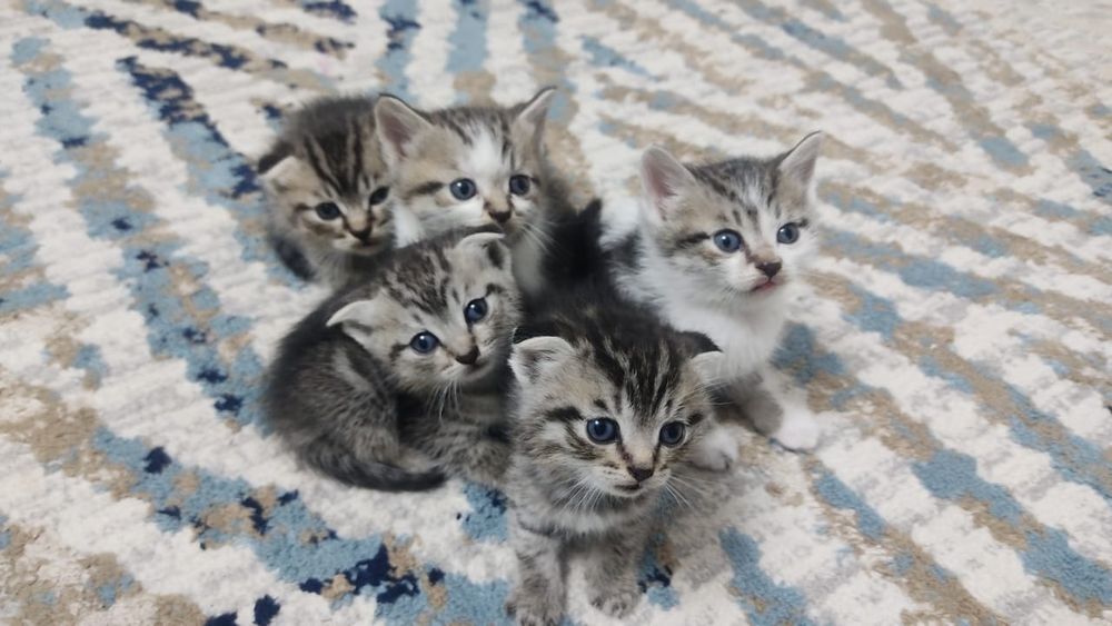 Британские котята