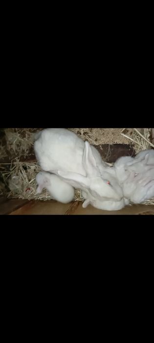 Куйон Она боласи 6та