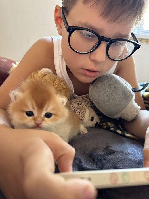 Котята Бритаские Шиншиллы