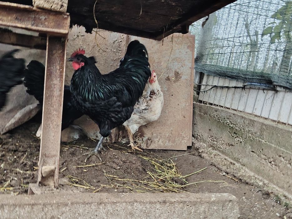 Vând cocos australorp negru