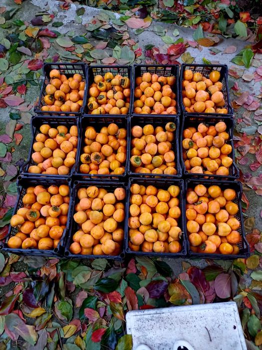 Домашна Райска Ябълка