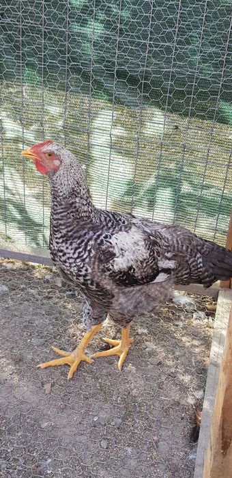 Vând rățoi și cocoși, de anul acesta.