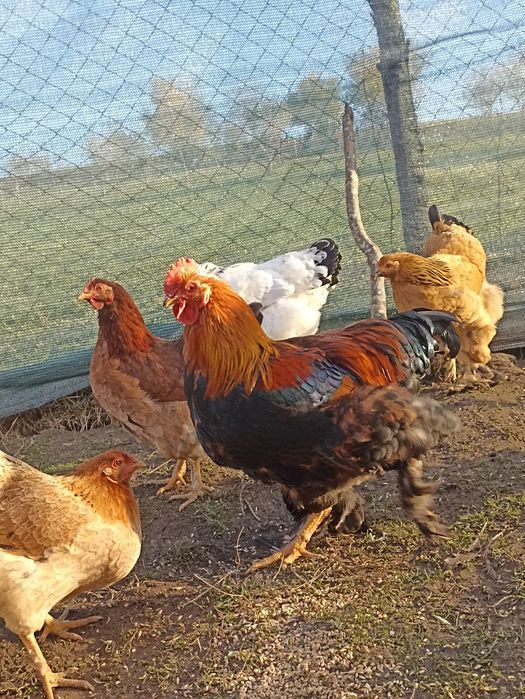 Vând cocoșii Brahma