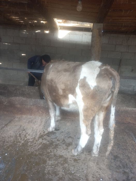 Семіз құнажын сатылады