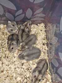 Hamsteri rusești pitici