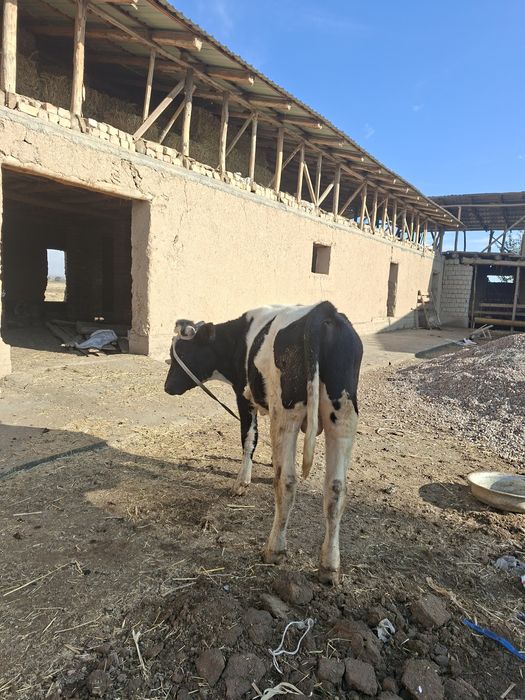 2 бузо сотилади коттаси 11 ойли кичкинаси 5 ойли