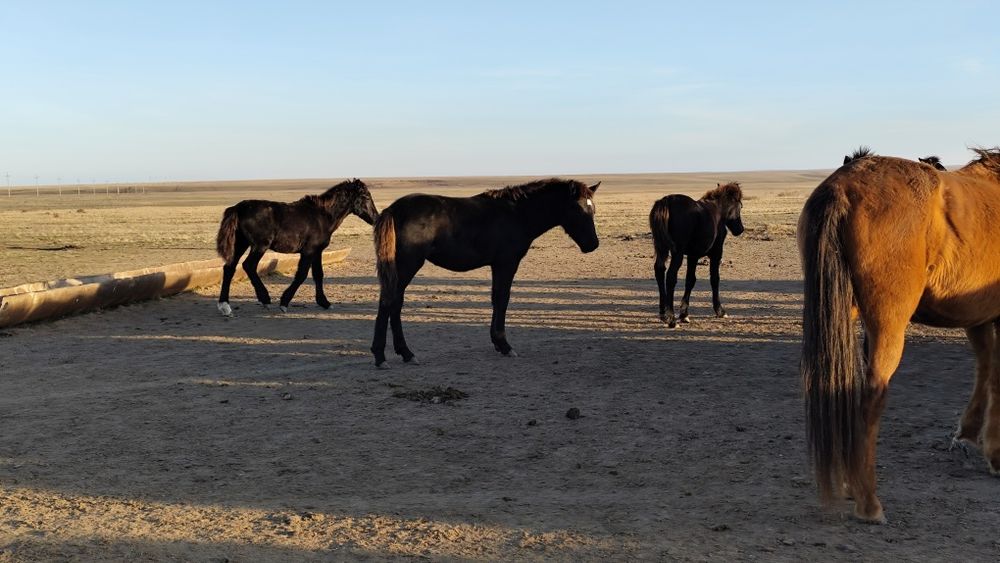 Жабагы еркек 10 бас. Жеребята 10 голов.