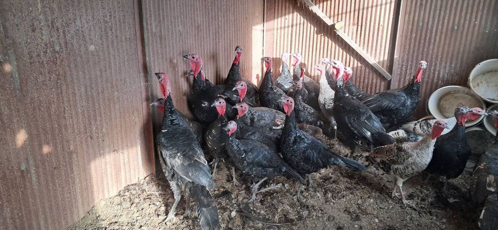 Продавам Пуйки -Пуяци.