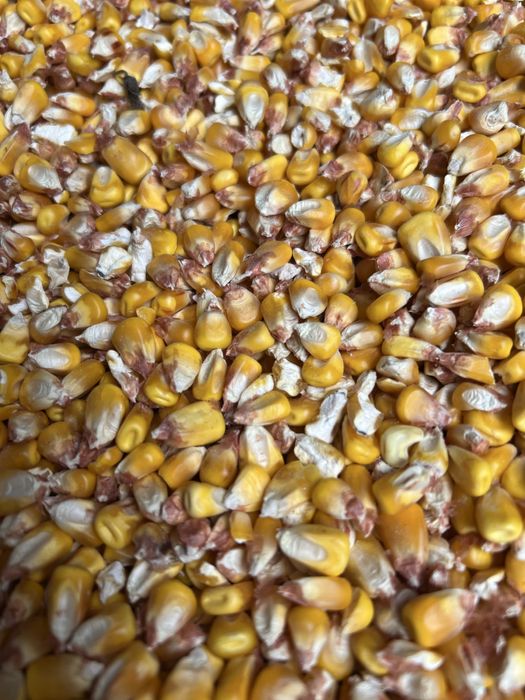 Vand Porumb Boabe Sticlos