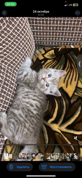 Отдам котёнка бесплатно