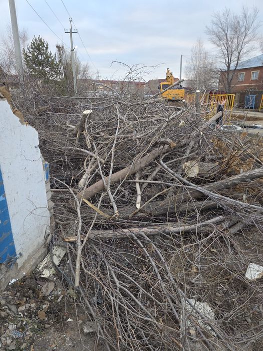 Деревья на дрова