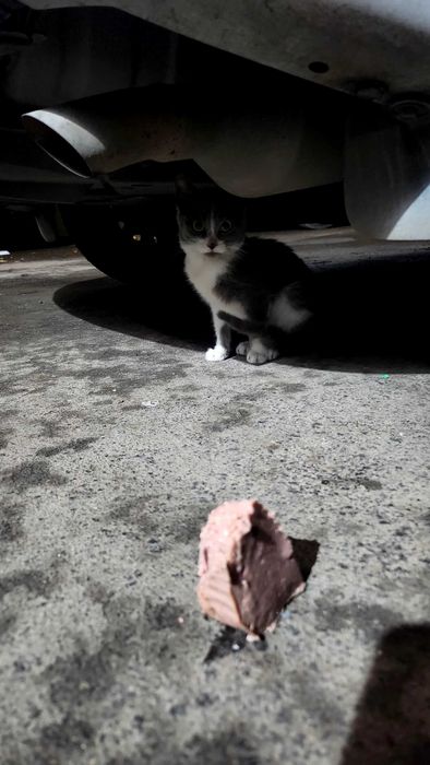 Котенце търси дом