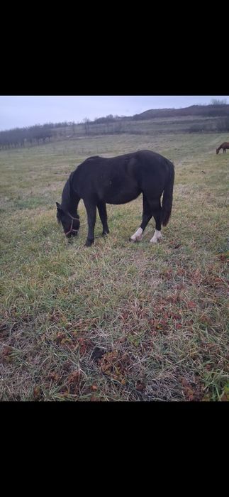 5 Capre si un tzap de vanzare