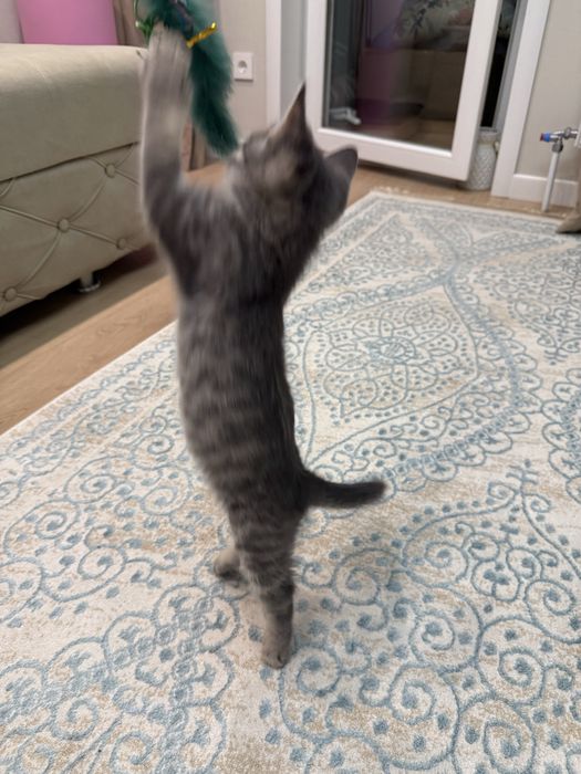 Отдам котенка беслатно!