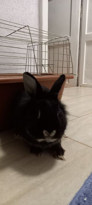 Подарява се зайче с клетка