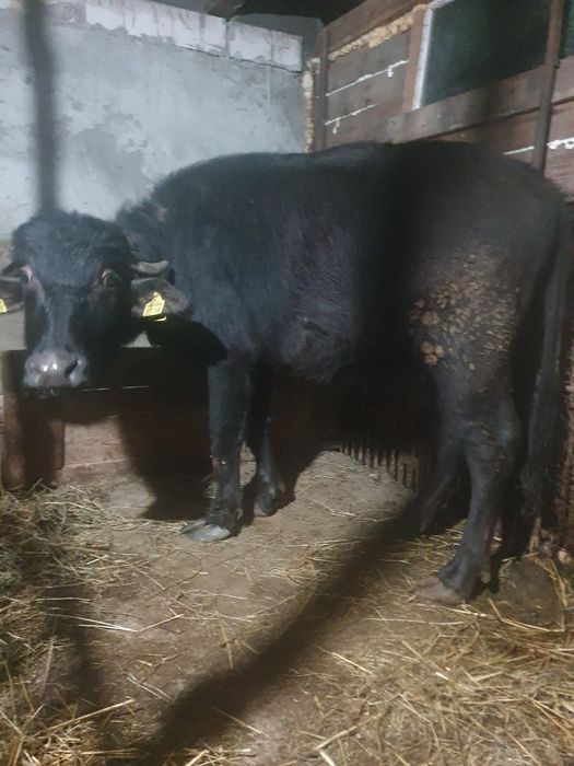 Vand juninca de bivol