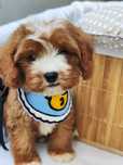 Той Кавапу- Cavapoo/ Той пудел и Кавалер Кинг Чарлз шпаньол
