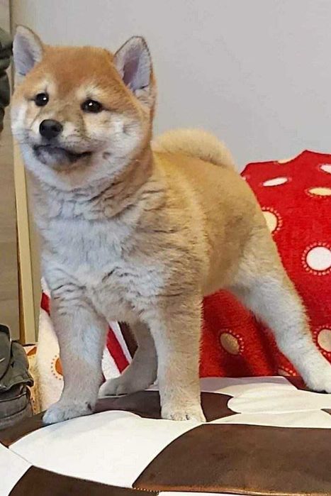 De vanzare Shiba Inu roscat/transport