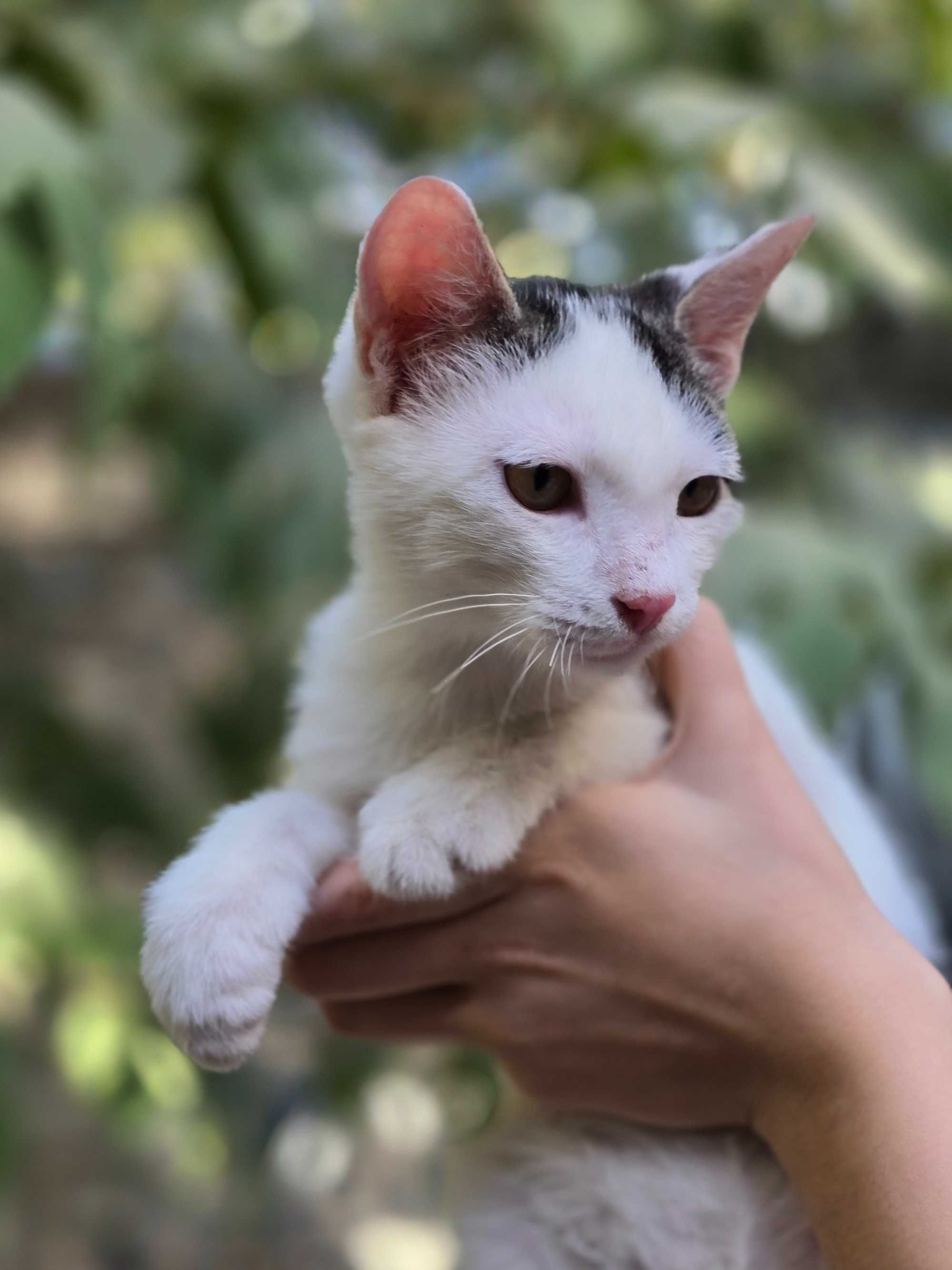 Котёнок, мальчик, 4 месяца