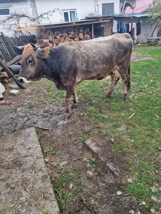 Vaca si taurasi de vânzare